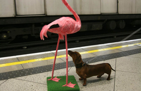 Flingo - from the Adventures of a Flamingo in London