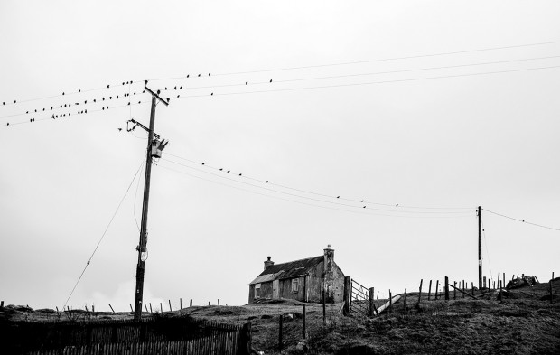 Birds on a WireHarris