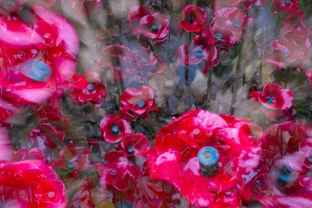 Ceramic Poppies at the Tower of London by artists Paul Cummins and Tom Piper. Photographed by Tracy Howl 17 Nov 2014.